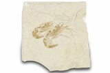Two Cretaceous Fossil Shrimp - Lebanon #322081-1